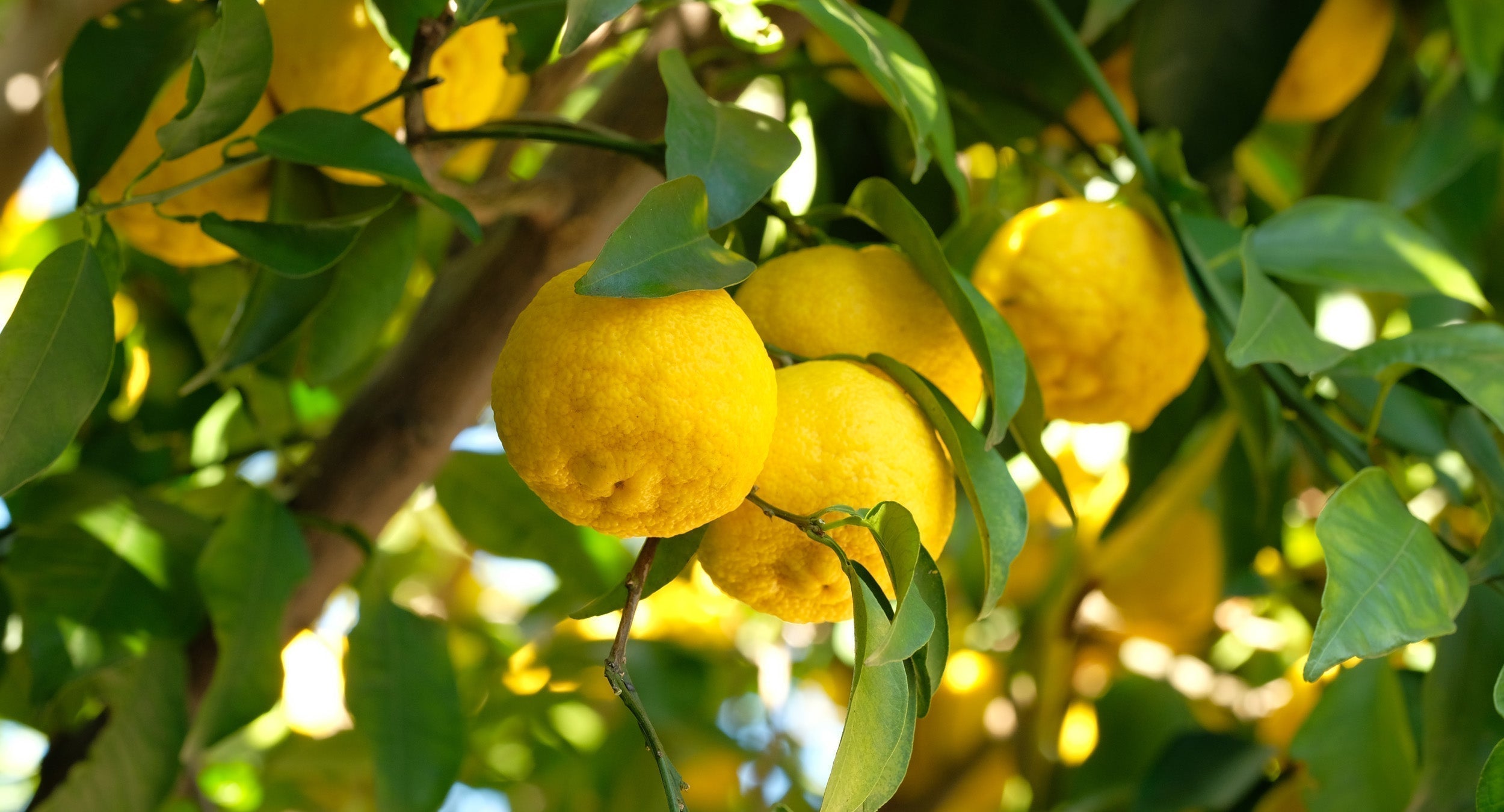 Introducing Yuzu Matcha: Matcha with a Citrus Twist – Soar Organics