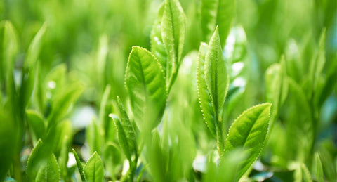 Why Matcha Prices Are Rising