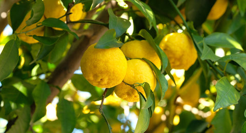 Introducing Yuzu Matcha