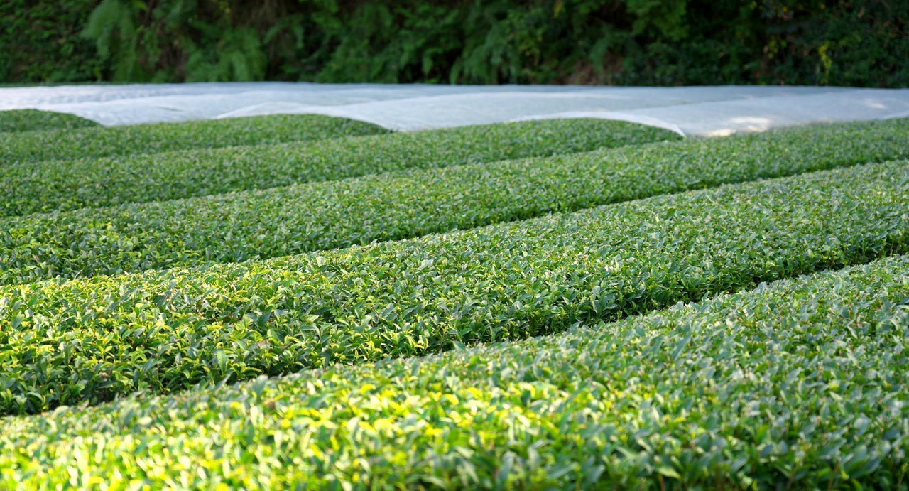 Understanding the 2025 Matcha Shortage: What’s Happening and What’s Ne ...